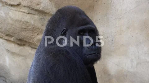 Silverback Gorilla head profile close up facial expression Stock Photos