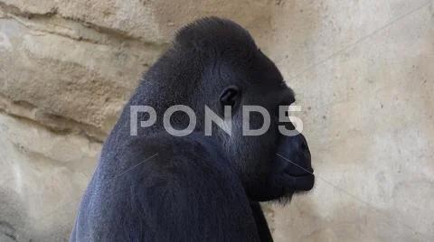 Silverback Gorilla head profile close up facial expression Stock Photos
