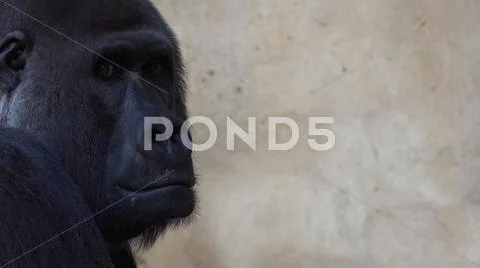 Silverback Gorilla head profile close up facial expression free space background Stock Photos
