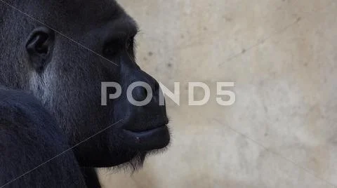 Silverback Gorilla head profile close up facial expression free space background Stock Photos