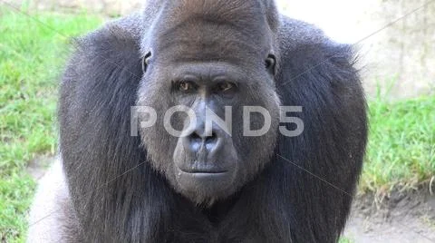 Silverback Gorilla head profile close up facial expression with hand gestures Stock Photos