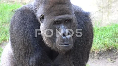 Silverback Gorilla head profile close up facial expression with hand gestures Stock Photos