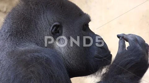 Silverback Gorilla head profile close up facial expression with hand gestures Stock Photos
