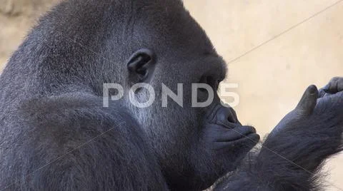 Silverback Gorilla head profile close up facial expression with hand gestures Stock Photos