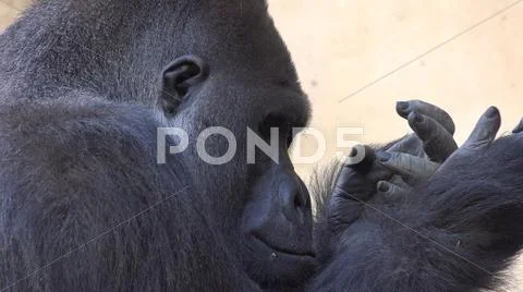 Silverback Gorilla head profile close up facial expression with hand gestures Stock Photos