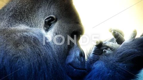 Silverback Gorilla head profile close up facial expression with hand gestures Stock Photos