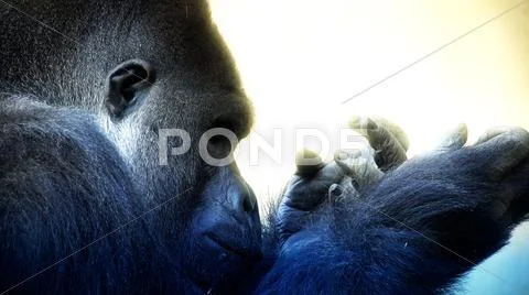 Silverback Gorilla head profile close up facial expression with hand gestures Stock Photos