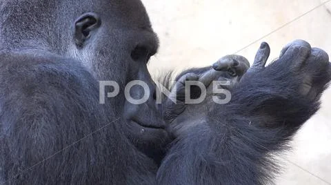 Silverback Gorilla head profile close up facial expression with hand gestures Stock Photos