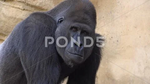 Silverback Gorilla head profile torso close up facial expression Stock Photos
