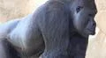 Silverback Gorilla head profile torso close up facial expression Photo