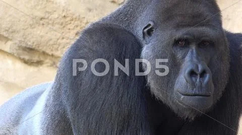 Silverback Gorilla head profile torso close up facial expression Stock Photos