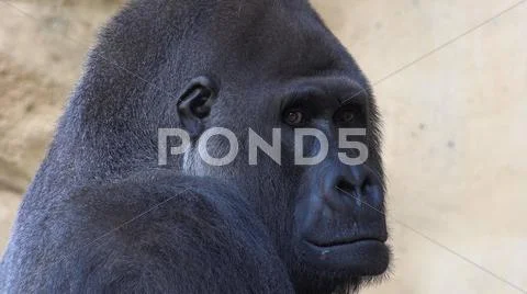 Silverback Gorilla head profile very close up facial expression Stock Photos
