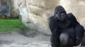 Silverback Gorilla with itching eggs sitting at a mountain wall HD Footage