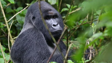Silverback Gorilla Looking at Camera Vidéo 49891708