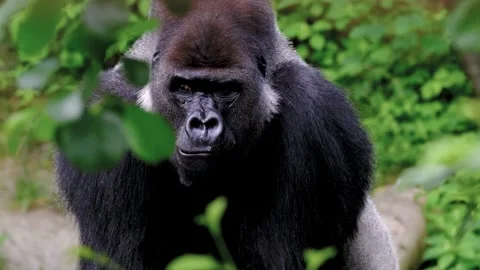 Silverback gorilla looking directly at camera in lush forest 動画素材 337832653