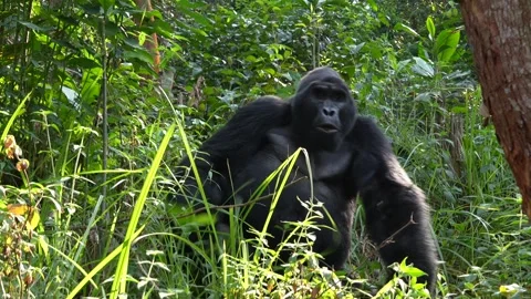 Silverback gorilla makes quick move down behind tree Stock Footage 267065601