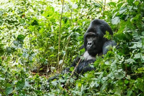 Silverback gorilla Stock Photos