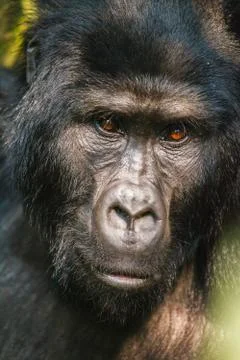 Silverback gorilla Stock Photos