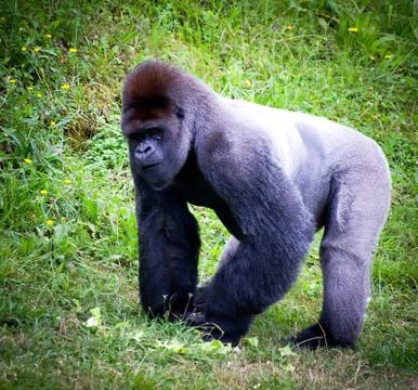Silverback gorilla Stock Photos