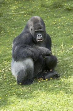 Silverback Gorilla Stock Photos