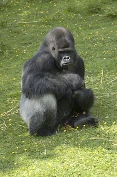 Silverback Gorilla Stock Photos