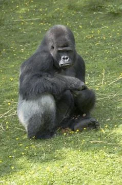 Silverback Gorilla Stock Photos