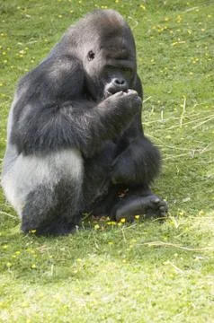 Silverback Gorilla Stock Photos