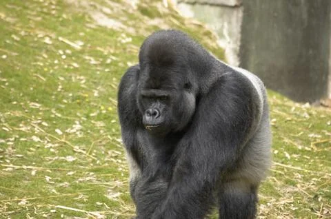 Silverback Gorilla Stock Photos