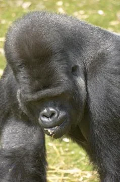 Silverback Gorilla Stock Photos