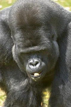 Silverback Gorilla Stock Photos