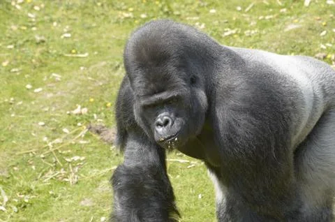 Silverback Gorilla Stock Photos