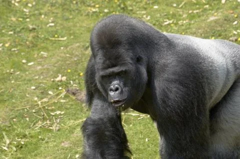 Silverback Gorilla Stock Photos