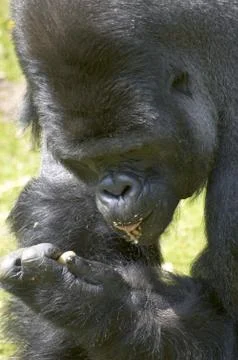 Silverback Gorilla Stock Photos