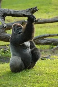 Silverback Gorilla Stock Photos