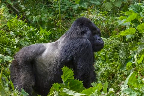 Silverback Gorilla Stock Photos