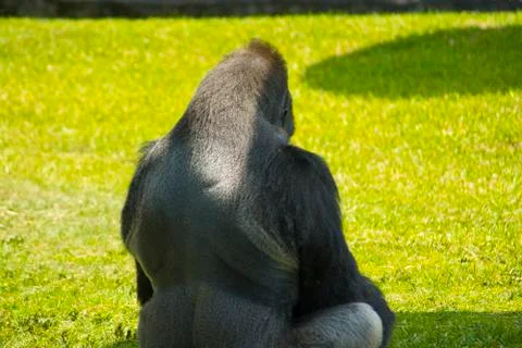 Silverback Gorilla Stock Photos