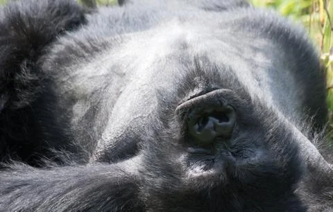 Silverback Gorilla. Stock Photos