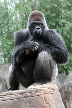 Silverback Gorilla Stock Photos