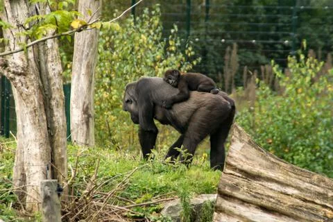 Silverback gorilla Stock Photos