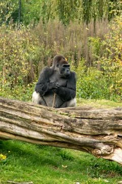 Silverback gorilla Stock Photos