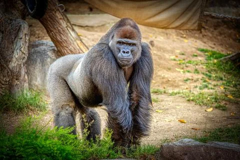 Silverback Gorilla Foto stock
