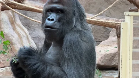 Silverback gorilla portrait with intense eye contact in 4K wildlife footage 库存影片 205156130