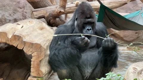 Silverback gorilla portrait with intense eye contact in 4K wildlife footage 库存影片 208438076