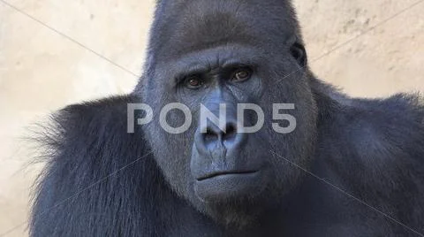 Silverback Gorilla portrait mode head close up facial expression Stock Photos
