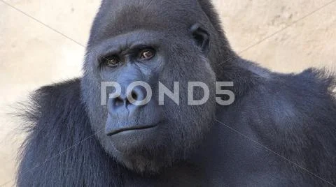 Silverback Gorilla portrait mode head close up facial expression Stock Photos
