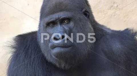 Silverback Gorilla portrait mode head close up facial expression Stock Photos
