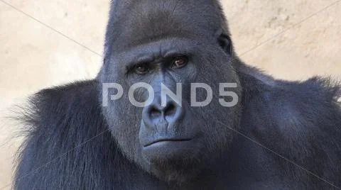 Silverback Gorilla portrait mode head close up facial expression Stock Photos
