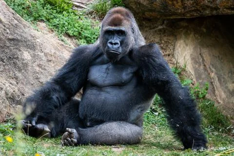 Silverback gorilla resting in the meadow Stock Photos