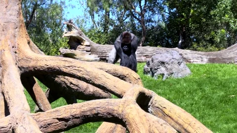 Silverback Gorilla Running and Chest-Beating with real sound, Bioparc Valencia Stock Footage 306014942
