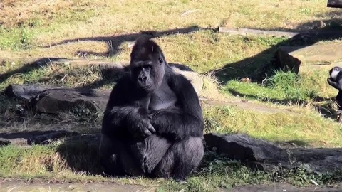Silverback gorilla is running away Stock Footage 82490987